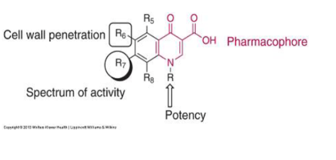 <p>inhibits dna gyrase/topoisomerase in dna replication</p>