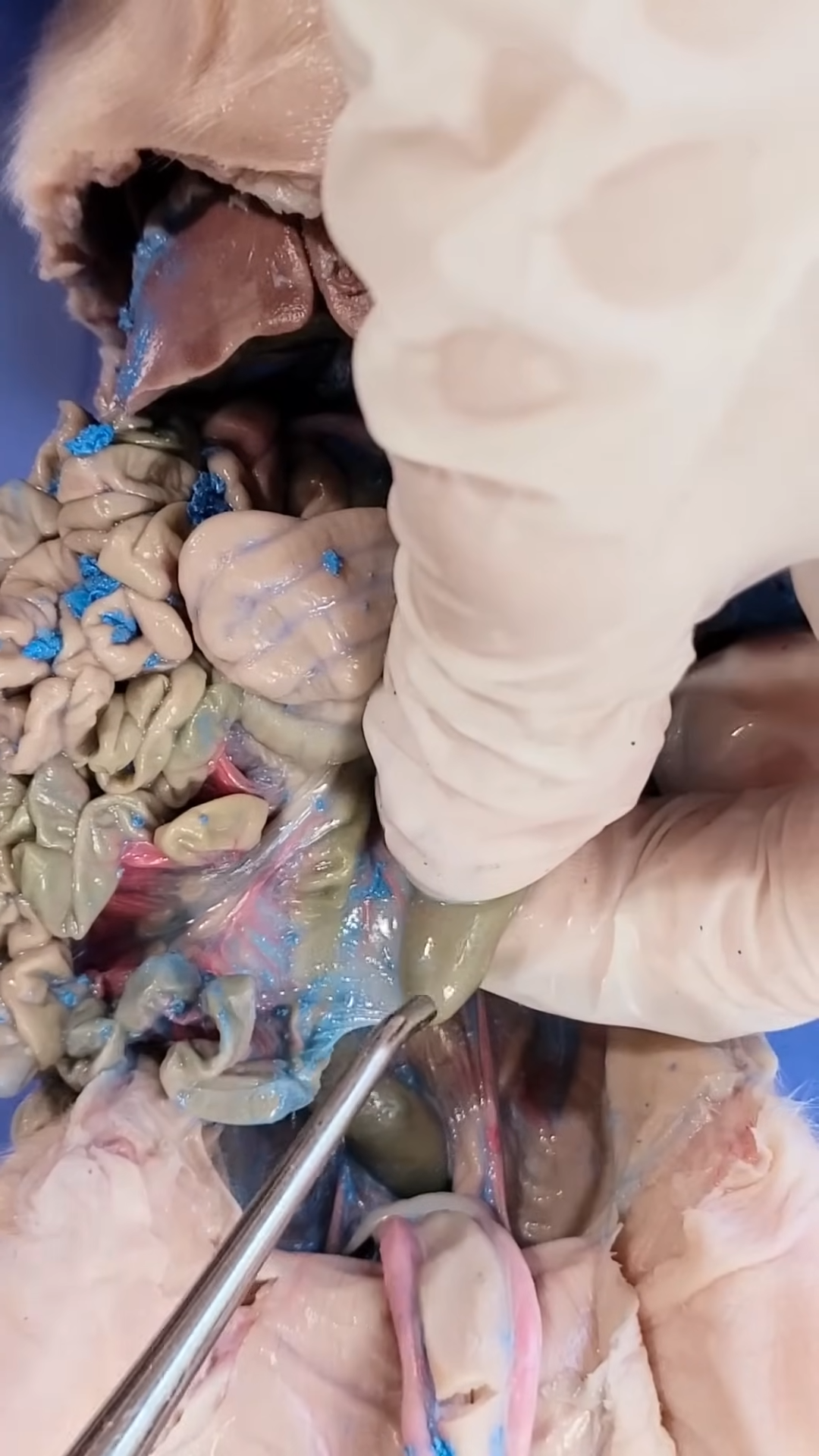 knowt flashcard image