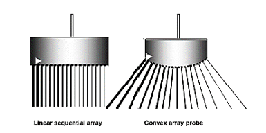 <p>operate similarly except <strong>pulses travel out in different directions from different points across the curved surface</strong></p>