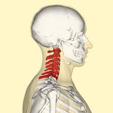 <p>uppermost region of the spine</p>