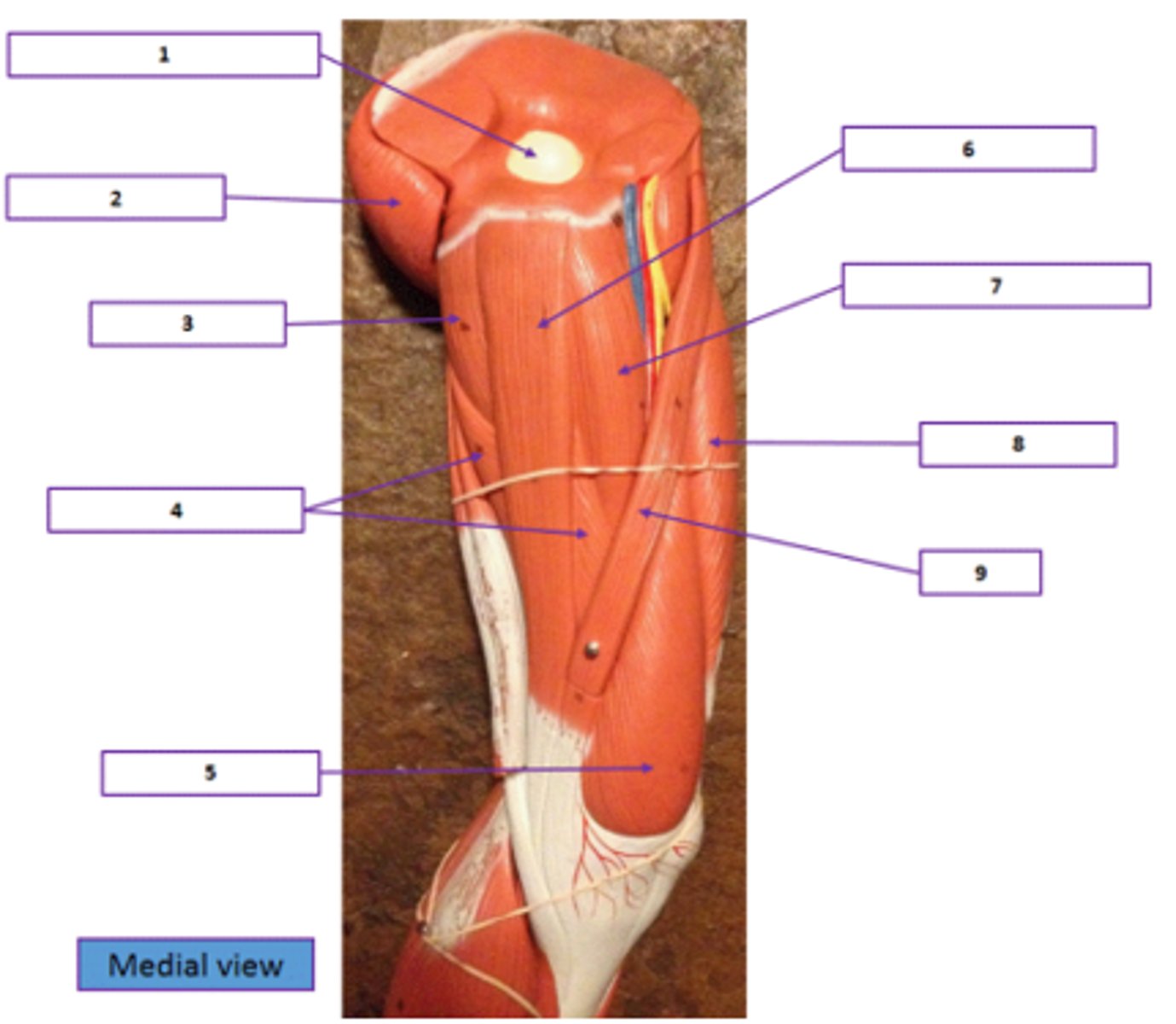 <p>Identify the muscle labeled 7.</p>