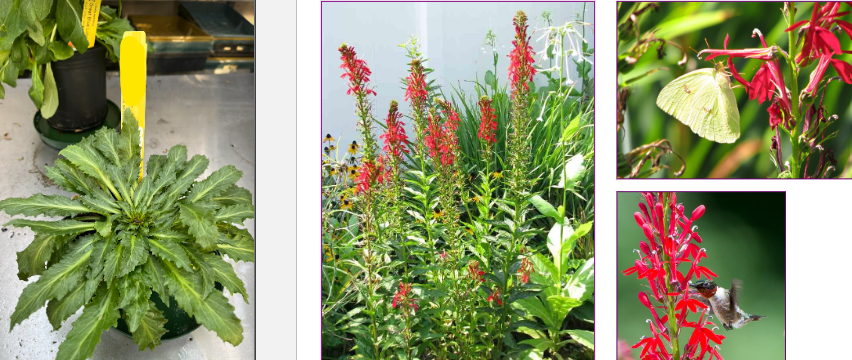 -flower can be deep maroon/magenta