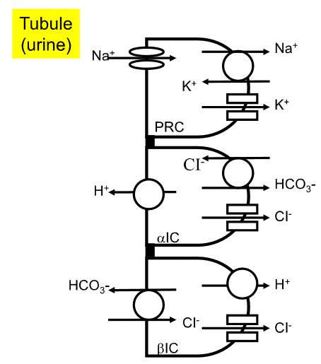 <p><strong>Alpha</strong>:</p><p><strong>zu viel freies H+</strong></p><p>sehr viele Mitochondrien → generieren ATPs → befördern H+ nach draussen</p><p></p><p><strong>Beta</strong>:</p><p>Antiport: Bicarbonat gegen Cl → sind wichtig wenn pH steigt (zB in Höhe) → <strong>zu wenig freies H+</strong>, zu viel Bicarbonat → muss raus</p><p></p><p>Wir haben viel mehr Alpha Zellen -&gt; sind auf ein aggressives Regime von H+ eingestellt -&gt; der Körper kann sich sehr gut anpassen</p><p></p><p>Beta Zellen können sich wenn nötig in Alpha Zellen umwandeln</p>