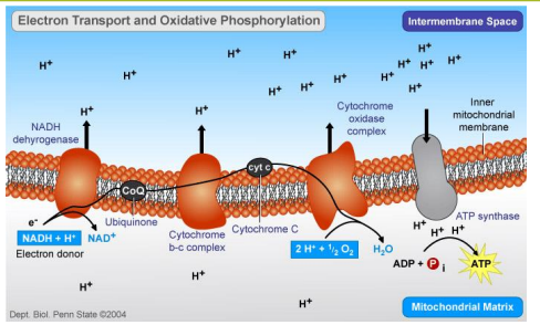 Electron Transport & Oxidative Phosphorylation