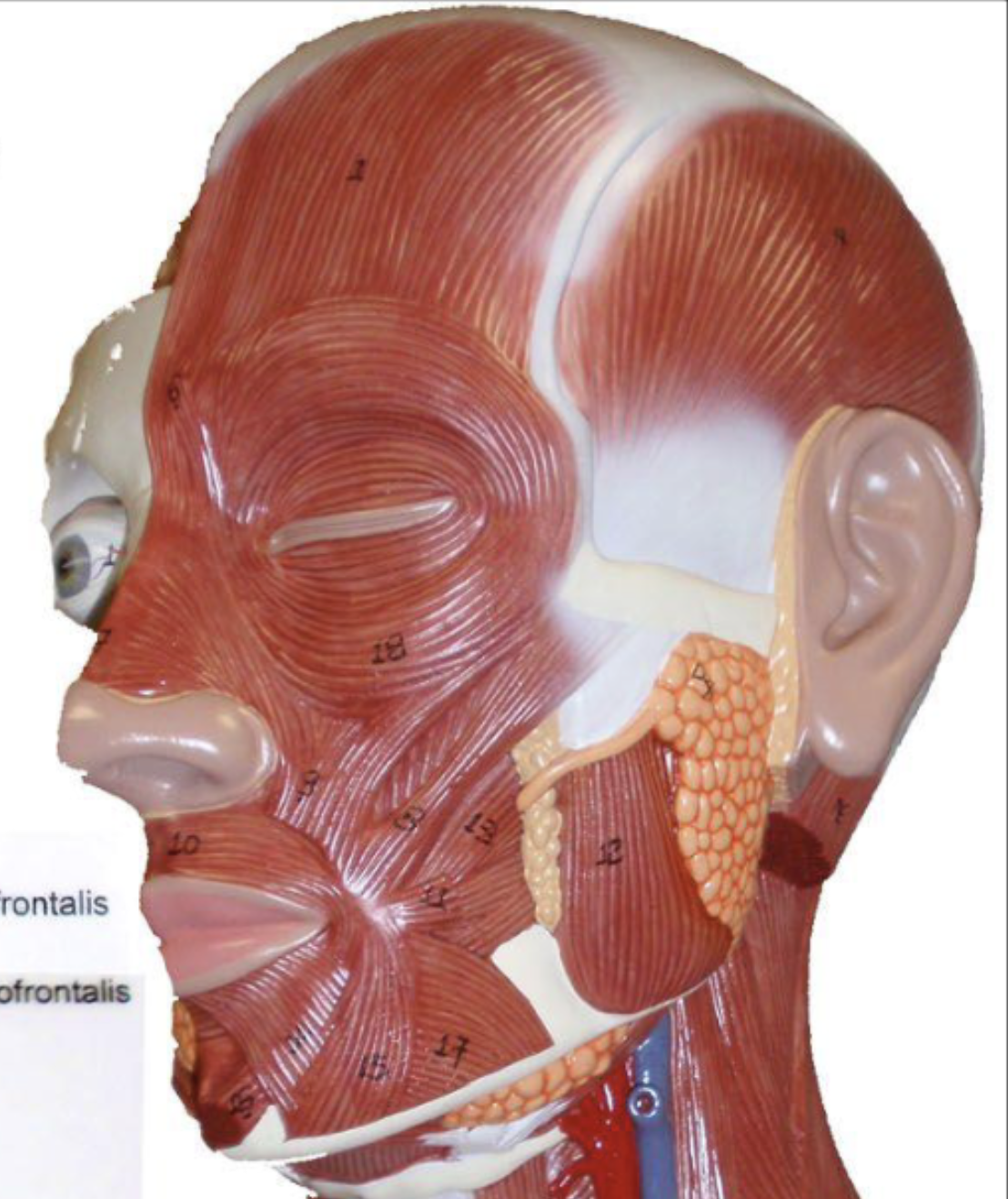 <p>Retracts and elevates upper lip (9)</p>