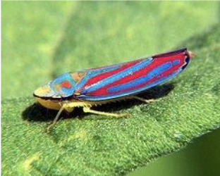 <ul><li><p>pests&nbsp;</p></li><li><p>spread diseases</p></li></ul><p></p>