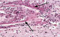 <p>identify</p>