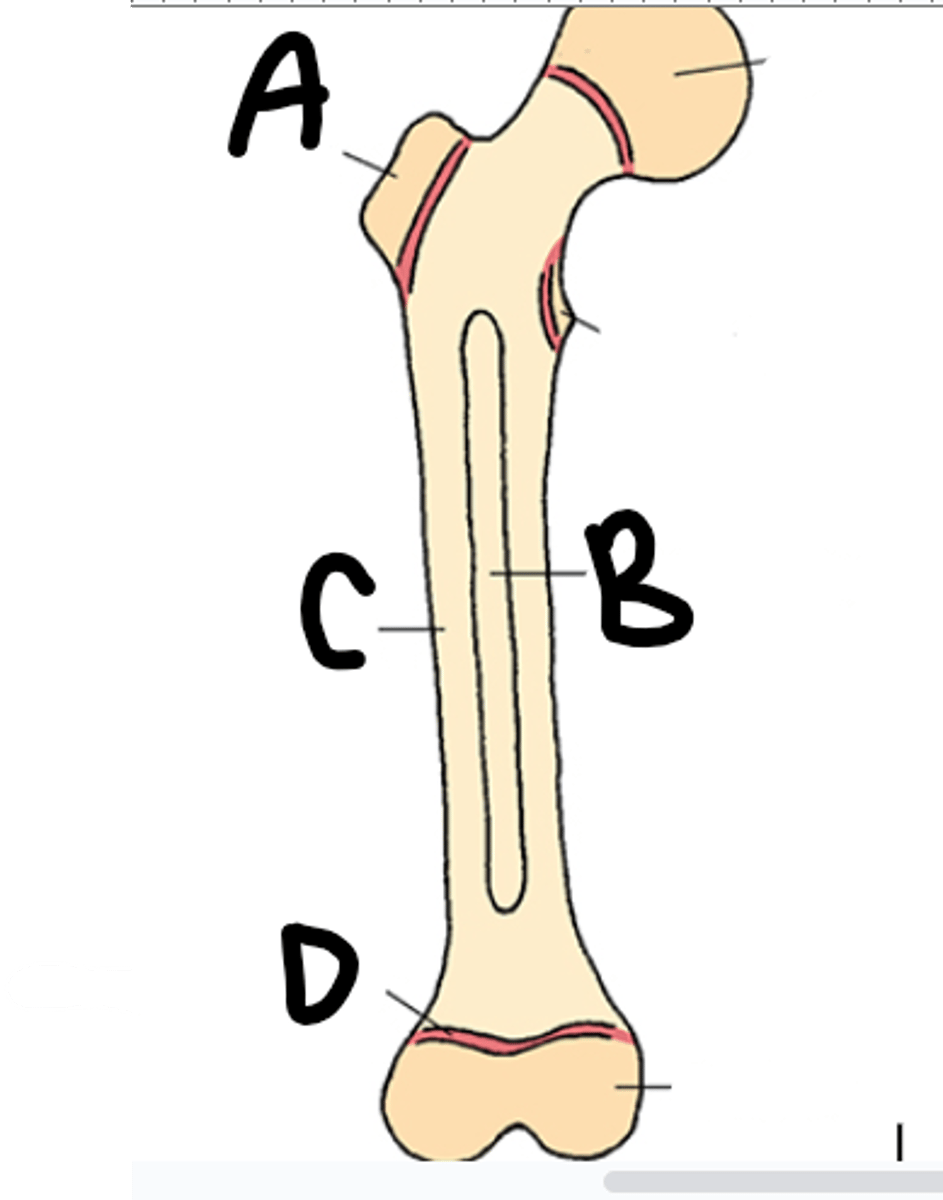 <p>A- Epiphysis</p><p>B- Medullary Cavity</p><p>C- Diaphysis-body</p><p>D- Epiphyseal Plate</p>
