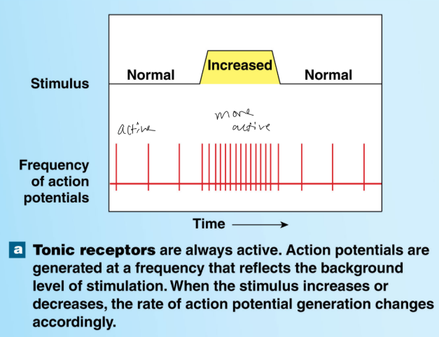 <p>Tonic Receptors. </p><p>Tonic receptors are always active, meaning the rate of AP changes with changes in level of stimulation. Therefore, if a stimulus is present, it will continue to be active.</p>