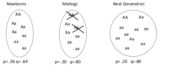 Change in Allele Frequencies in a Population Due Solely to Sampling Error. Most Pronounced in Small Populations.