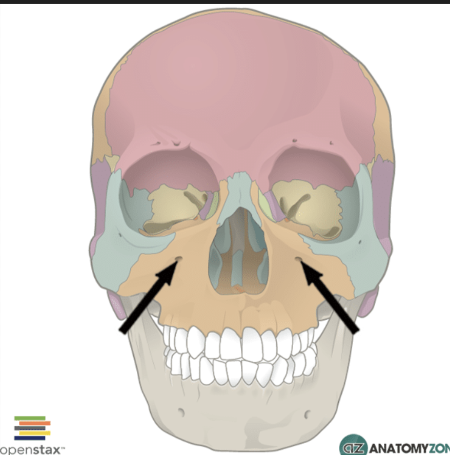 <p>The holes bellow the eyes</p>