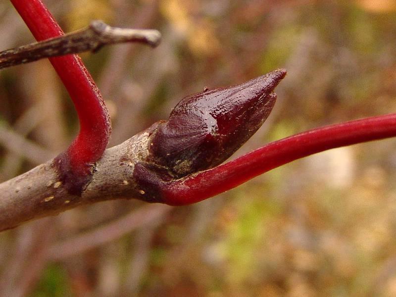 <ul><li><p>high elevations, disturbed areas</p></li><li><p>alt branch</p></li><li><p>leaves: compound, 11-17, toothed, serrated</p></li><li><p>buds: sticky, dark brn / purple, scaled, canine tooth shape</p></li><li><p>bark: grey, orange lent, cracked &amp; peely w age</p></li><li><p>twigs: middle smells like plums</p></li><li><p>repro: bright red clustered pomes</p></li></ul>