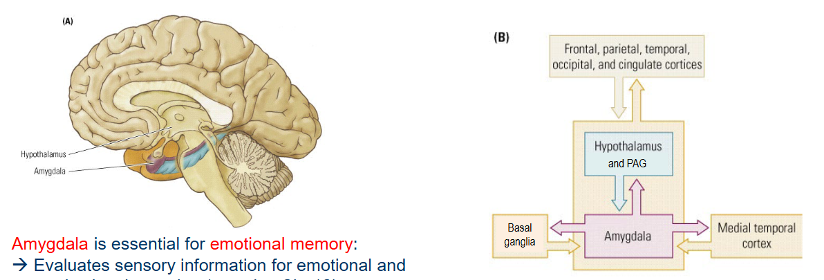 <p><span style="color: red"><strong>Amygdala </strong></span>is essential for <span style="color: red">emotional memory</span> → Evaluates sensory information for emotional and motivational meaning (see ch12). </p><ul><li><p>Emotional memory could be<span style="color: red"> both explicit and implicit</span>.</p><ul><li><p>e.g. <u>specific</u> anxiety (explicit)</p></li><li><p>e.g. <u>generalized</u> anxiety (implicit)</p></li></ul></li></ul><p></p>