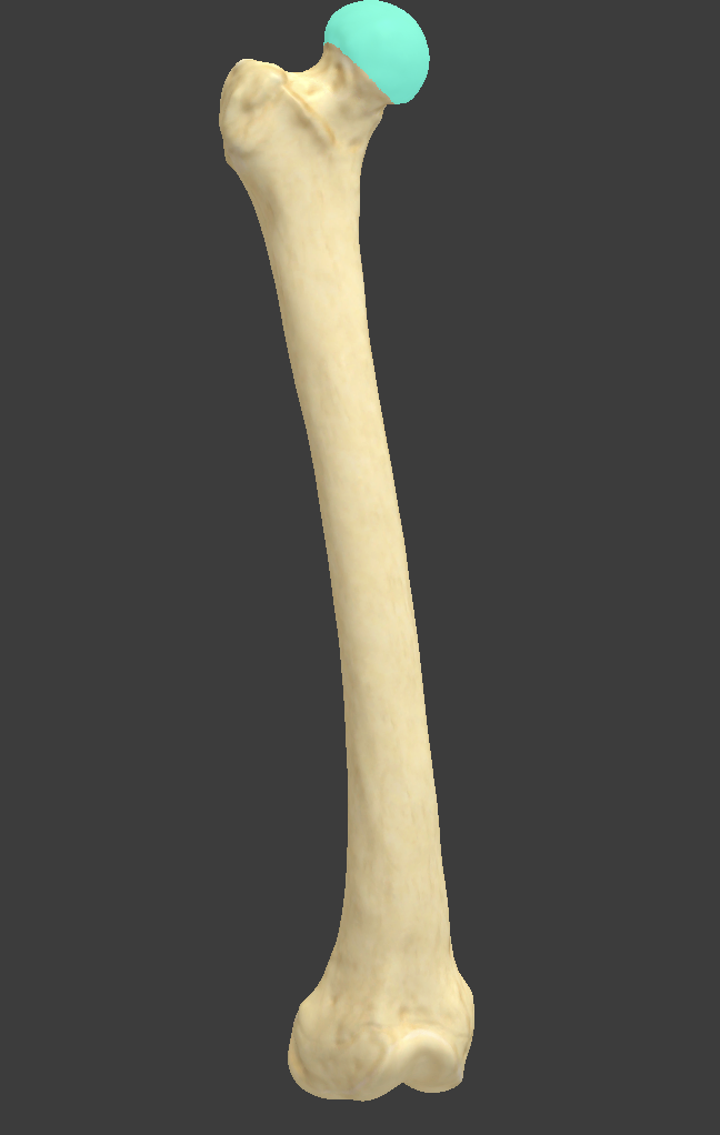 <p>Name and bone </p>