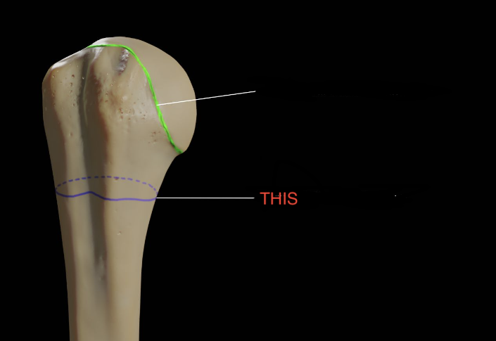 <p>humerus</p>