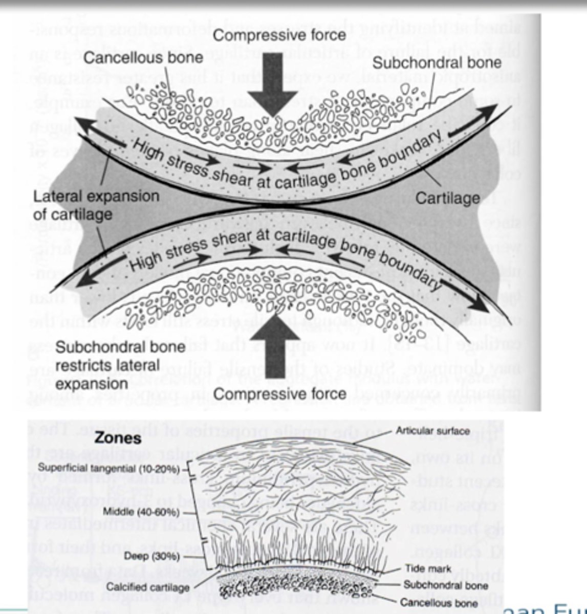 <p>It has complex mechanisms involved in protecting tissue</p>