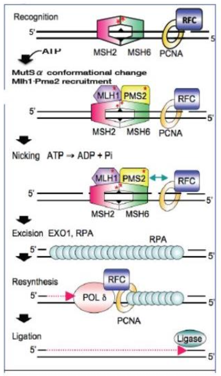 <p><strong>Polymerase proofreading:</strong></p><p class="p2">Pol δ &amp; Pol ε have <span><strong>3’→5’ exonuclease</strong></span></p><p class="p3"><strong>domains</strong></p><p class="p1"><strong>Mismatch Repair (MMR):</strong></p><p class="p2">MutSα (MSH2/MSH6) detects mismatches and <span style="line-height: normal;">INDELs</span></p><p class="p2">MutLα (MLH1/PMS2) directs excision and resynthesis</p><p class="p1"><span style="line-height: normal;"><strong>Error rates:</strong></span></p><p class="p2">Pol error: ~10<span style="line-height: normal;">⁻</span>⁵ / bp</p><p class="p2">With proofreading: ~10<span style="line-height: normal;">⁻</span>⁷ / bp</p><p class="p2"><span style="line-height: normal;">With MMR: ~10⁻¹⁰ / bp</span></p>