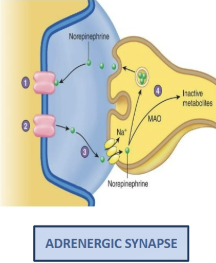 <ol><li><p>Norepinephrine binds to tits receptor</p></li><li><p>Norepinephrine unbinds from its receptor</p></li><li><p>Norepinephrine is taken up by the presynaptic terminal, which prevents norepinephrine from again binding to its receptor</p></li><li><p>Norepinephrine is repackaged into synaptic vesicles or broken down by monoamine oxidase (MAO)</p></li></ol><p></p>