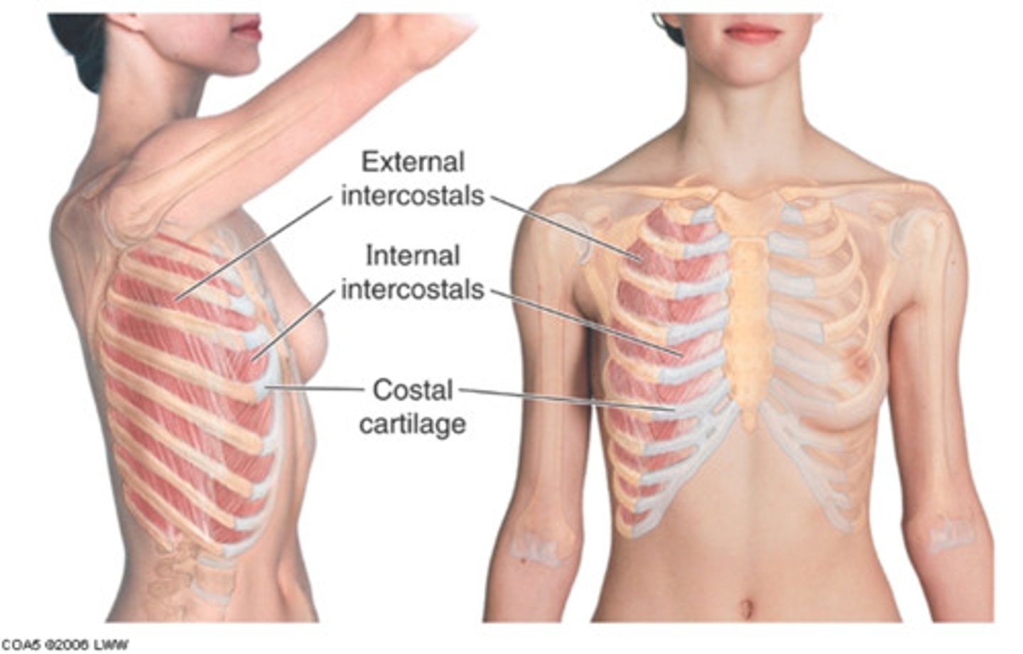 <p>thoracic cage, skin, subcutaneous tissue, fascia, IC muscles</p>