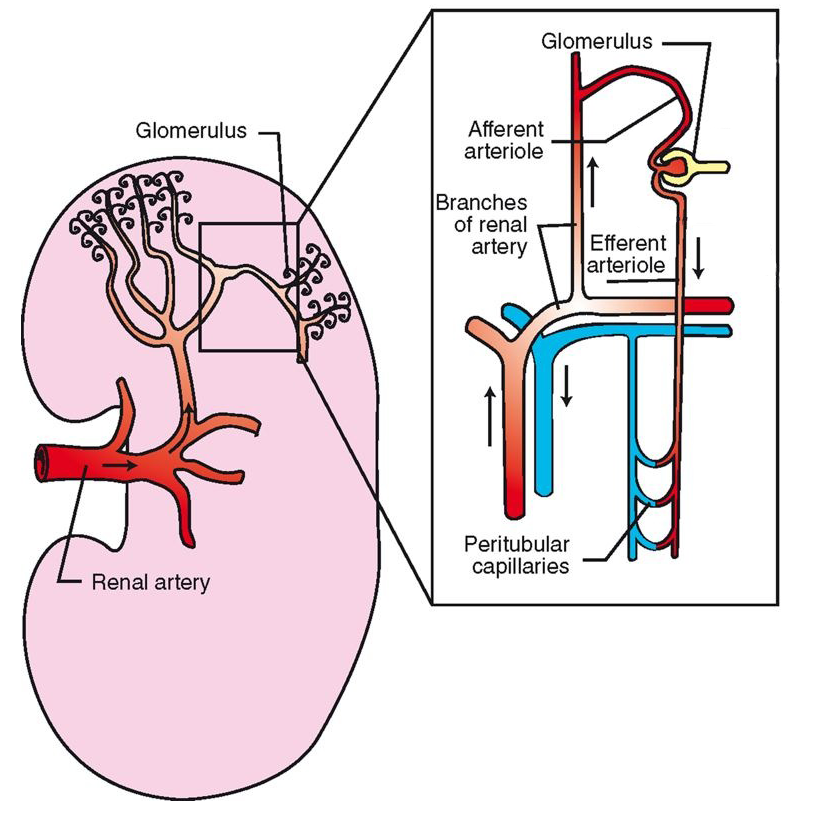 <p>Blood Supply to the Kidney Continued… </p>