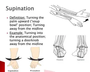 <p>Supination</p>
