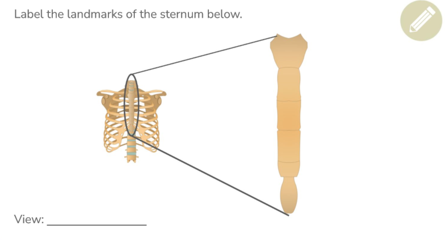 <p>Label the sternum landmarks</p>