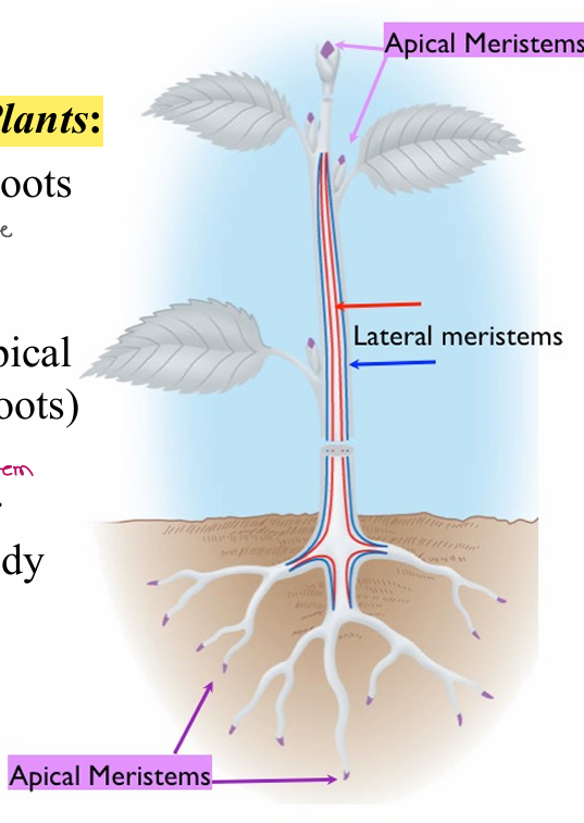 <p>1- apical: tips of all shoots/roots</p><p>2- primary: near apical meristems</p><p>3- secondary (lateral): parallel to long axis of plant body</p>