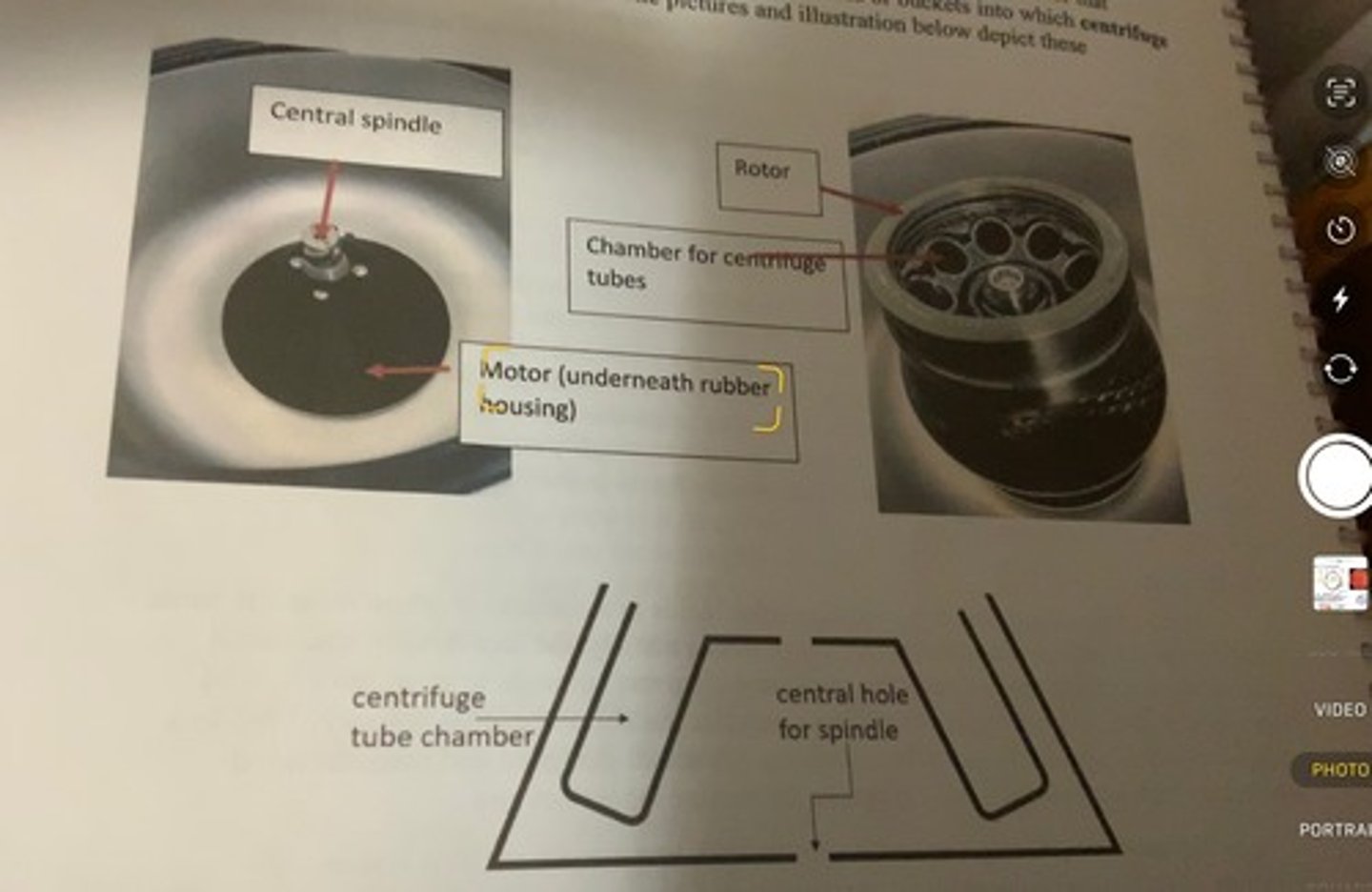 <p>-most centrifuges share common design features: namely a motor that rotates, a central spindle attached to the motor that spins when the motor is rotating, and a rotor that attaches to the central spindle.</p><p>-the rotor will contain chambers or buckets into which centrifuge tubes that contain samples are placed.</p>