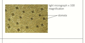 knowt flashcard image