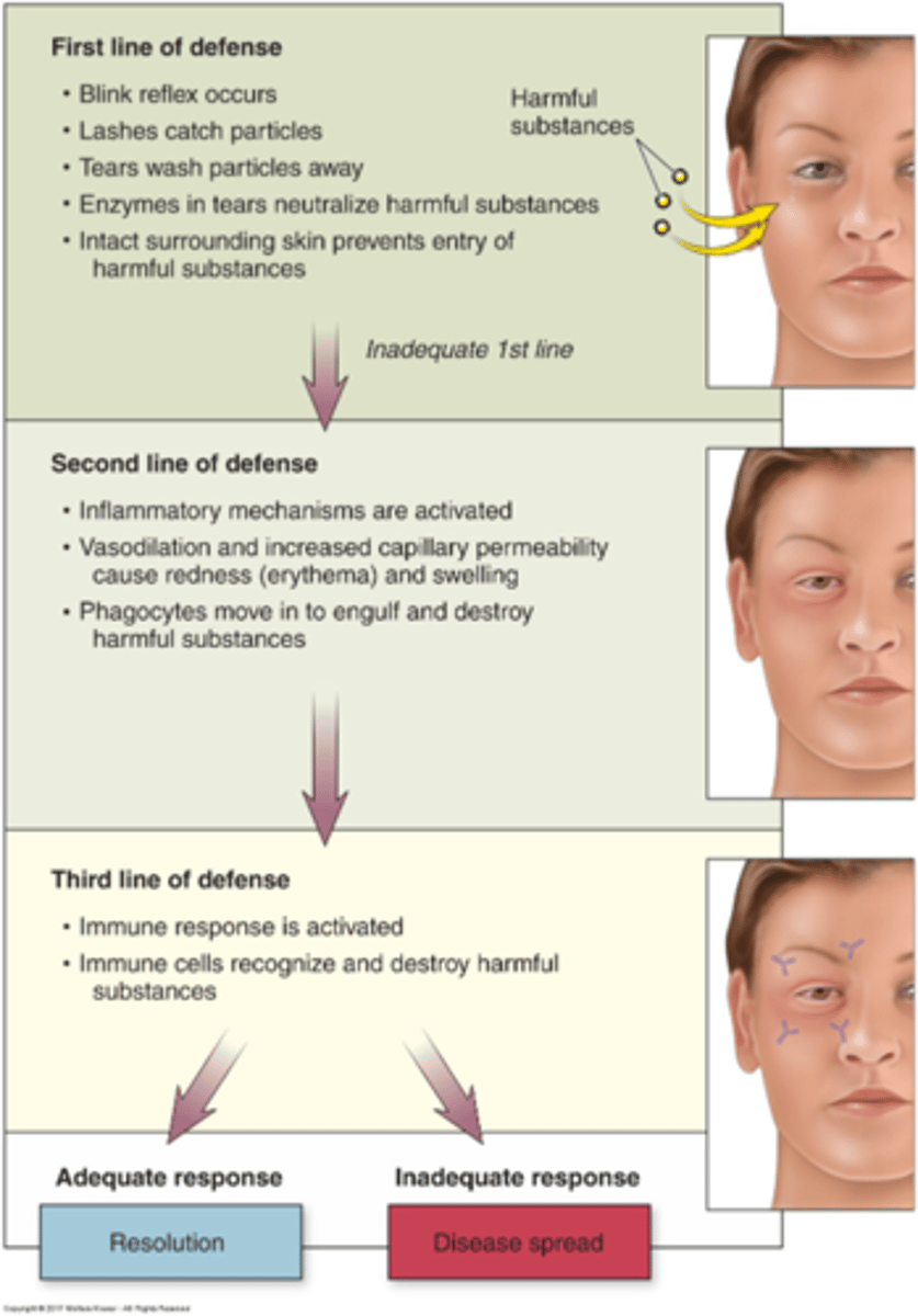 <p>- 1st: Natural barriers (innate, nonspecific)</p><p>- 2nd: Inflammatory response (innate, nonspecific)</p><p>- 3rd: Immune response</p>
