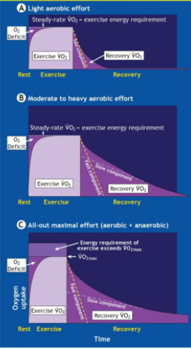 <p>• Recovery VO2 defines excess VO2 above resting level in recovery in excess of pre-activity baseline levels.</p><p>• Recovery VO2 is intensity dependent - A. Light, B. Mod-Heavy, C. All-out</p><p>• Recovery VO2 returns to rest at different rates depending on what is being observed:</p><p>1. Fast component</p><p>2. Slow component</p>