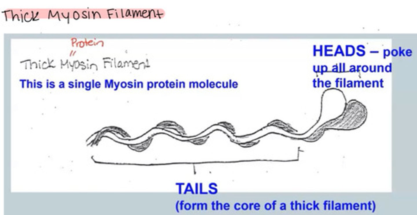 <p>Heads - poke up all around the filament</p><p>Tails - form the core of a thick filament</p>