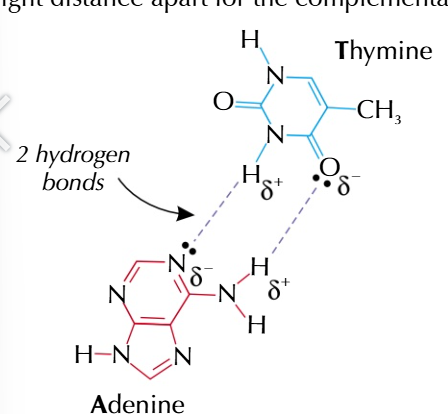 <p>adenine and thymine can form 2 hydrogen bonds</p>