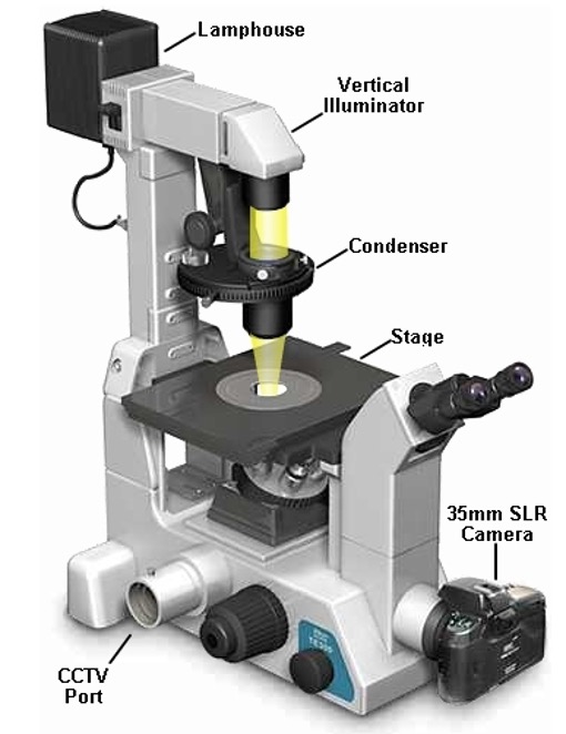<p>inverted microscope </p>