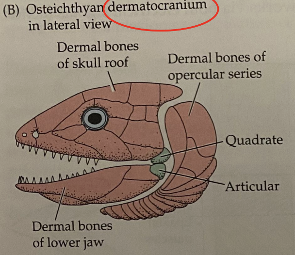 <p>protects the brain, anchors teeth, provides attachment sites for muscles</p>