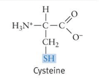 <ul><li><p>When present in proteins, can form disulfide (S-S) bonds, contributing to protein structure</p></li></ul>