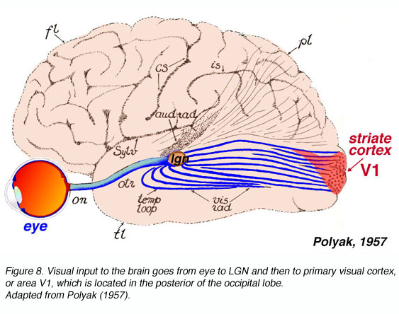 <p>Striate Cortex</p>