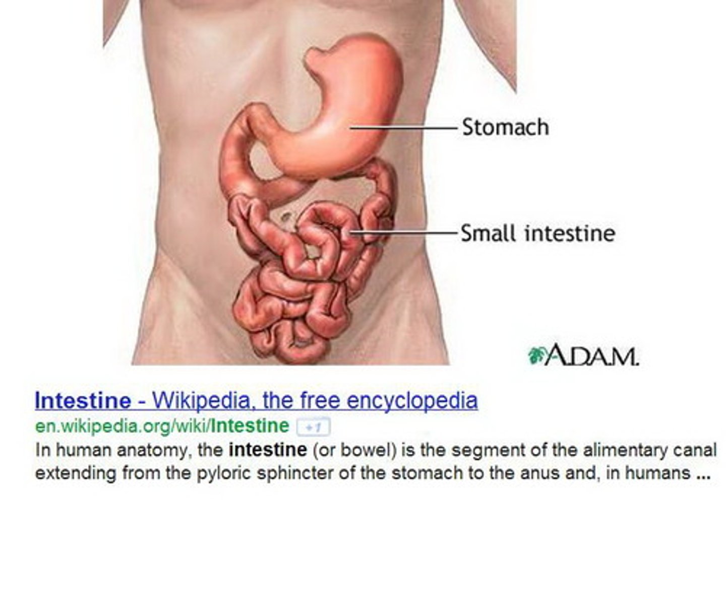 <p>intestine</p><p>ลำไส้</p>