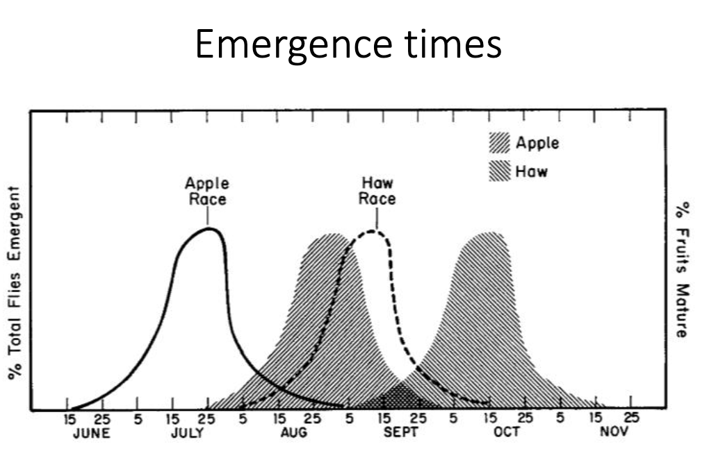 <p>Rhagoletis larva develop on fruits and nuts, overwintering as pupae and emerging before fruits are ready, then mating occurs on fruits</p><p>Rhagoletis pomonella flies historically used hawthorne as a host, but when apples were introduced some switched to apples</p><p>100 years later the apple vs hawthorne flies differ in many ways including body size and emergence time</p><p>Each fly morph is shown to prefer the fruit in which they hatched</p>