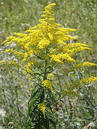 <p><em>Asteraceae</em></p><p><em>Solidago gigantea -</em> zlatobýl obrovský</p>