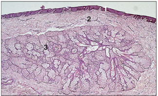 <p>name of histologic slide:</p><p>Specie:</p><p>Parts</p><p>1.__ 2.__ 3.__</p><p>Stain used:</p>