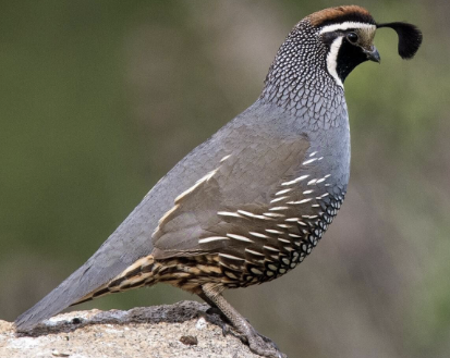 <ul><li><p>state bird</p></li><li><p>often in groups on the ground in shrubs</p></li><li><p>“chicago” call</p><ul><li><p>comma crest</p></li></ul></li></ul><p></p>