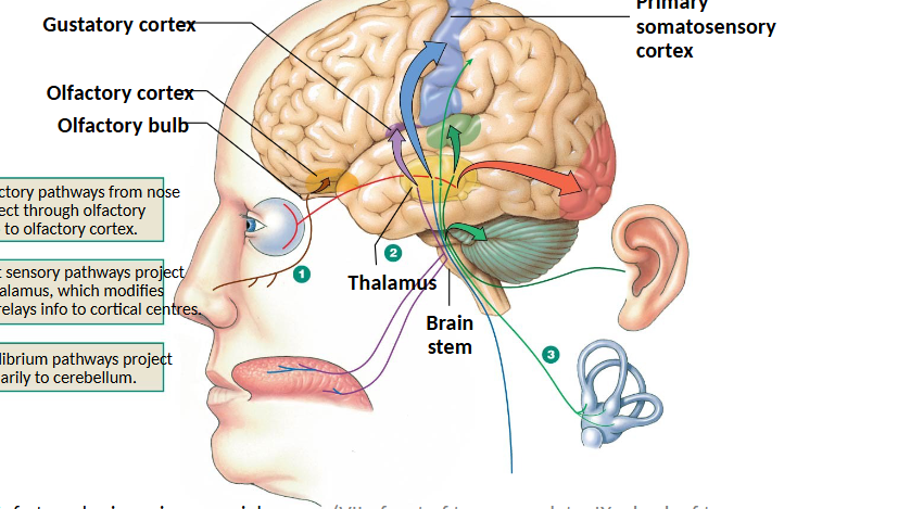 <p>travels via various cranial nerves to medulla → thalamus → gustatory cortex → integrated with smell</p>