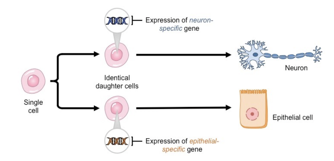 <p><span style="background-color: transparent; font-family: &quot;Proxima Nova&quot;, sans-serif;">Cell structures/functions to vary among tissues and organs of multicellular organisms</span></p>