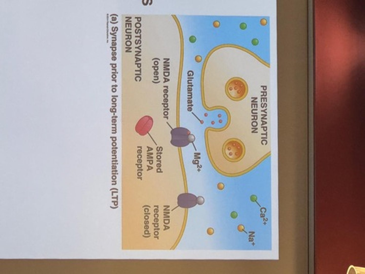 <p>One type of ligand-gated channel involved in LTP</p>