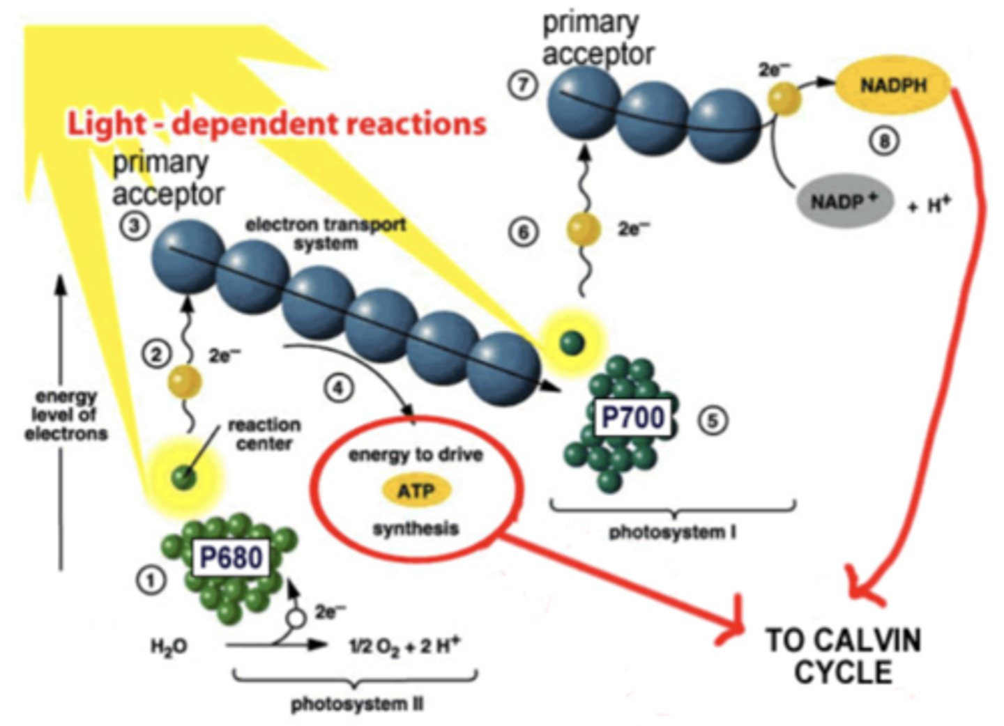 <p>Energy enters most ecosystems through primary producers like plants, algae, and some bacteria, which use sunlight or inorganic chemicals to capture energy through photosynthesis or chemosynthesis, converting it into chemical energy stored in organic molecules</p><p>-the diagram shows endosymbiotic theory, which explains how complex eukaryotic cells (cells w nuclei and organelles) evolved from simpler prokaryotic cells through symbiosis wherein an ancestral eukaryote engulfed an aerobic prokaryote that became the mitochondrion; later, some of these early eukaryotes engulfed photosynthetic prokaryotes which evolved into plastids (chloroplasts)</p><p>-photosynthetic equation: CO2 + H2O -&gt; C6H12O6 + O2; the diagram shows the light-dependent rxns of photosynthesis, also known as the Z-scheme of e- transport, occurring in the thylakoid membranes of chloroplasts and capturing light energy to produce ATP and NADPH, which are then used in the Calvin Cycle to make sugars</p><p>~light absorbs at P680 in Photosystem II, exciting e-s in chlorophyll; water is split into O2, protons, and e-s, the last of which replace those lost by P680, releasing O2 as a byproduct</p><p>~excited e-s are passed to an ETC btw PSII and PSI, releasing energy and pumping protons into the lumen, creating a proton gradient; ATP synthase uses this gradient to make ATP</p><p>~in photosystem I, light excites e-s in chlorophyll at P700 and excited e-s are passed to another primary acceptor; e-s lost from PSI are replaced by those arriving from PSII, and other e-s finally reduce NADP+ to form NAPDH</p>