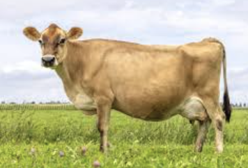 <p>What bovine breed is this? </p>