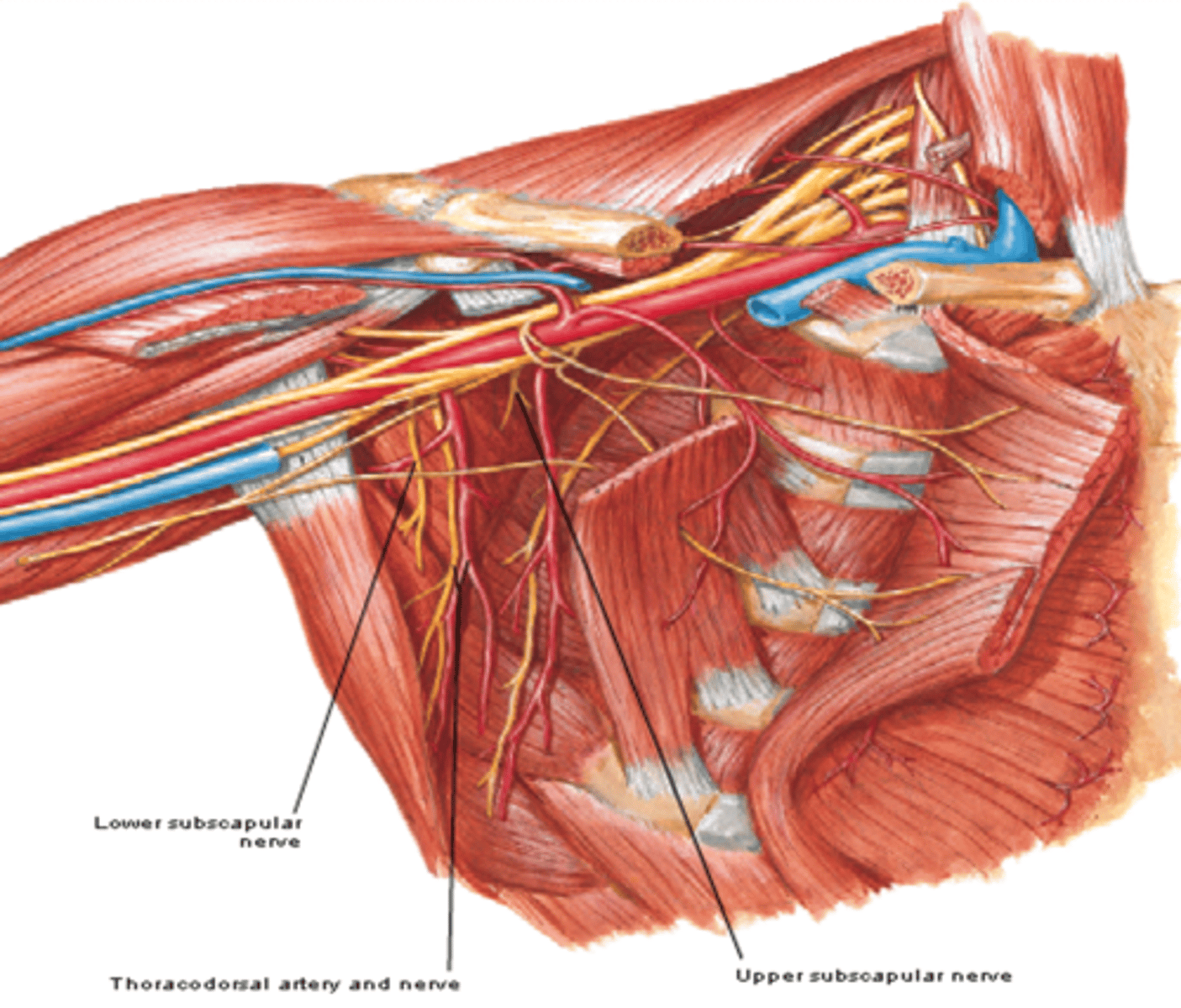 <p>-Course: runs inferolaterally towards subscapularis m.</p><p>-Supply: subscapularis m. &amp; teres major m.</p>