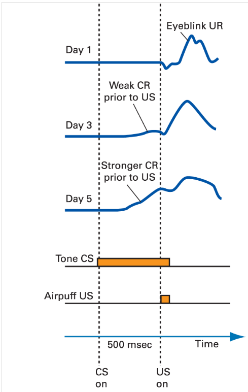 Eyeblink conditioning in Rabbits