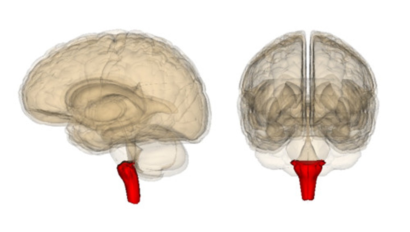 <p>Medulla oblongata</p>